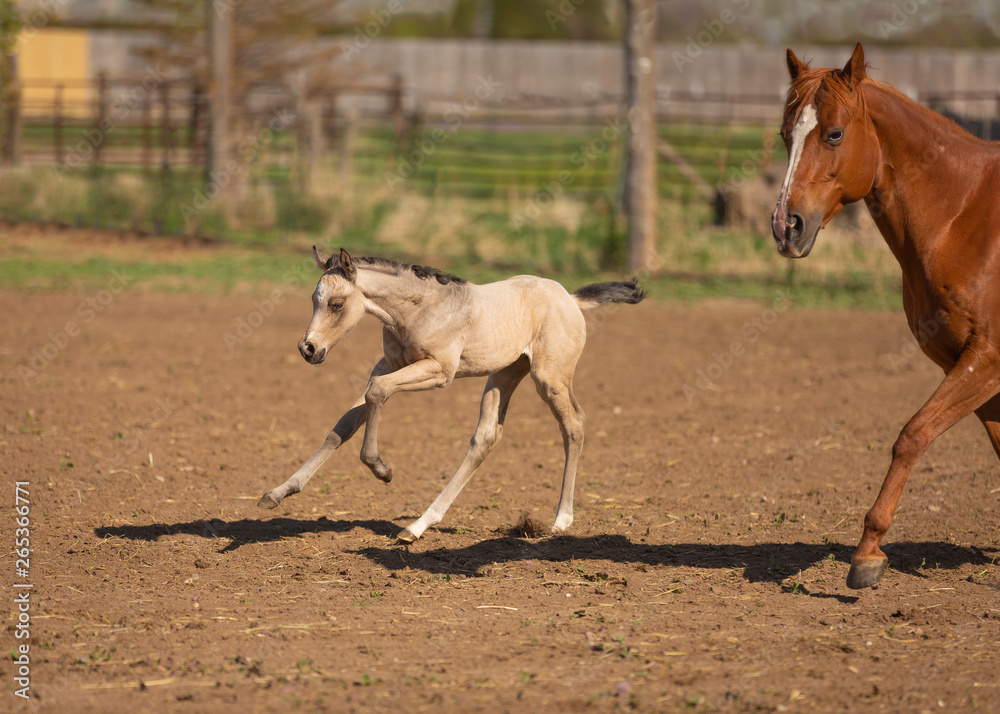 horse and foal