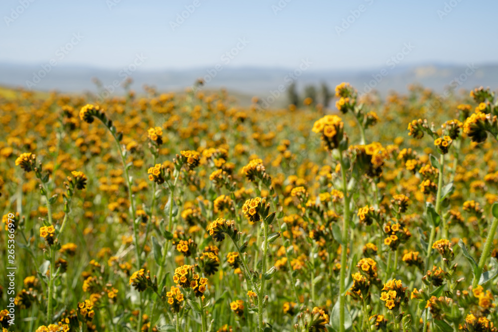 fiddlenecks wildflowers (Amsinckia) at Carrizo Plain National Monument in California during spring