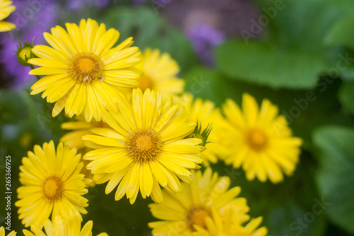 Natural summer background with yellow flowers