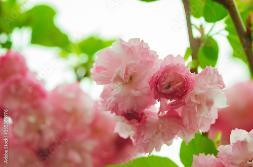 Beautiful fluffy pink sakura flowers.