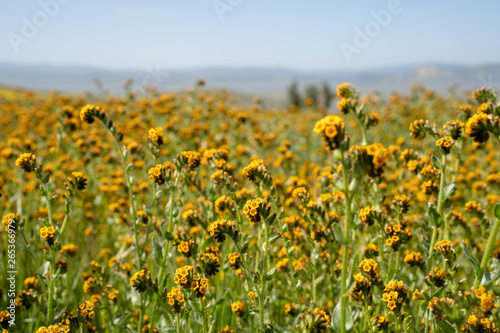 fiddlenecks wildflowers  Amsinckia  at Carrizo Plain National Monument in California during spring