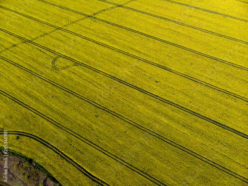 Wallpaper Mural Drone View of Yellow Rape Seed Fields Torontodigital.ca