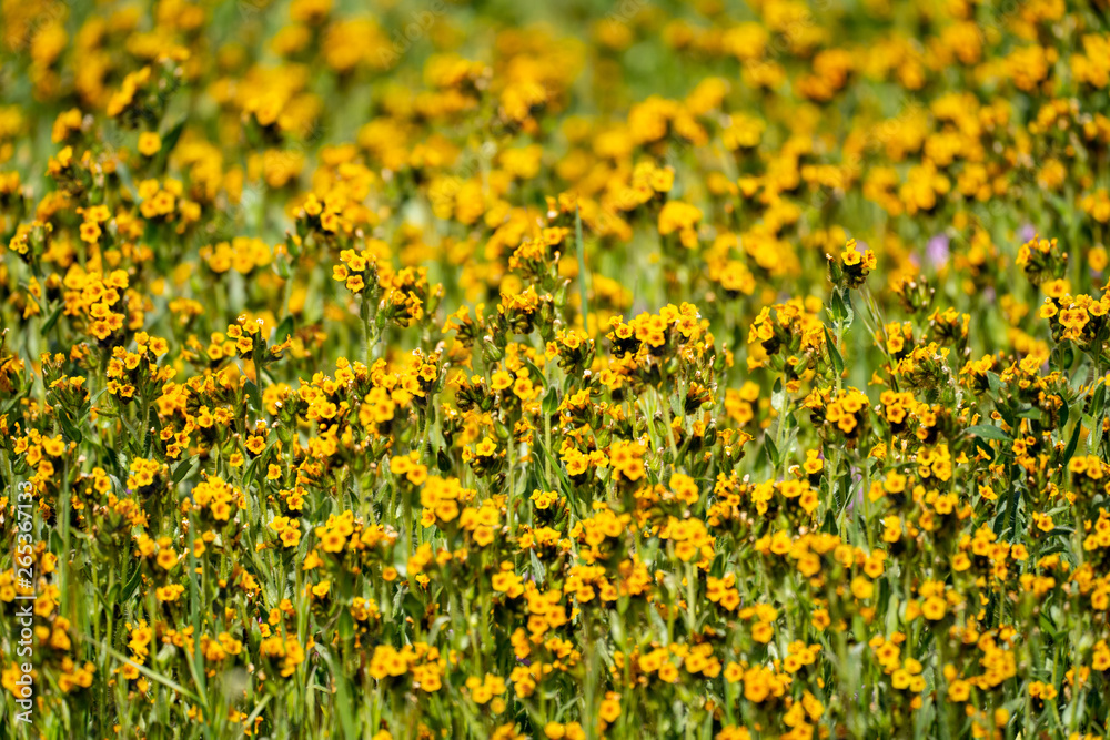 fiddlenecks wildflowers (Amsinckia) at Carrizo Plain National Monument in California during spring