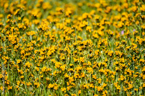fiddlenecks wildflowers  Amsinckia  at Carrizo Plain National Monument in California during spring