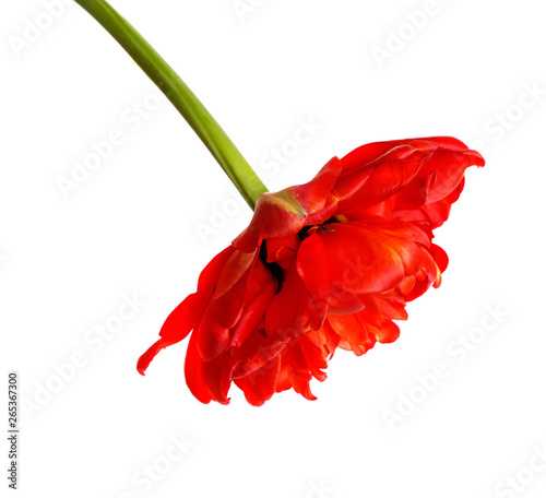Beautiful red multi-leaved Tulip isolated on white background, close-up