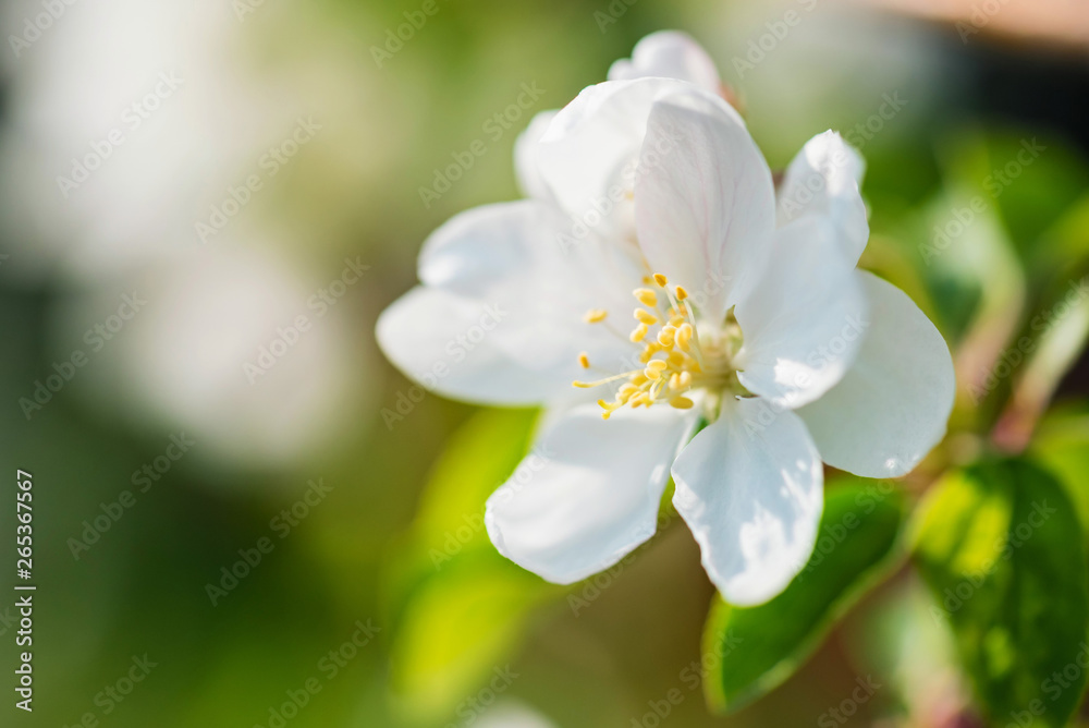 Close up beautiful flowers of plum on branch