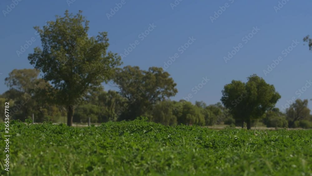 A focused, tracking shot of an emu walking through the bushes looking at the plants and turning around and walking in the other direction. A focused, tracking shot of an emu walking through the bushes looking at the plants and turning around and walking in the other direction.