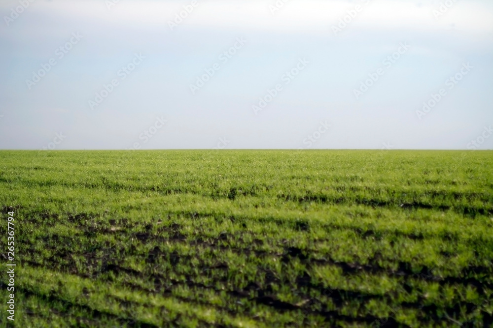  green field of wheat seedlings