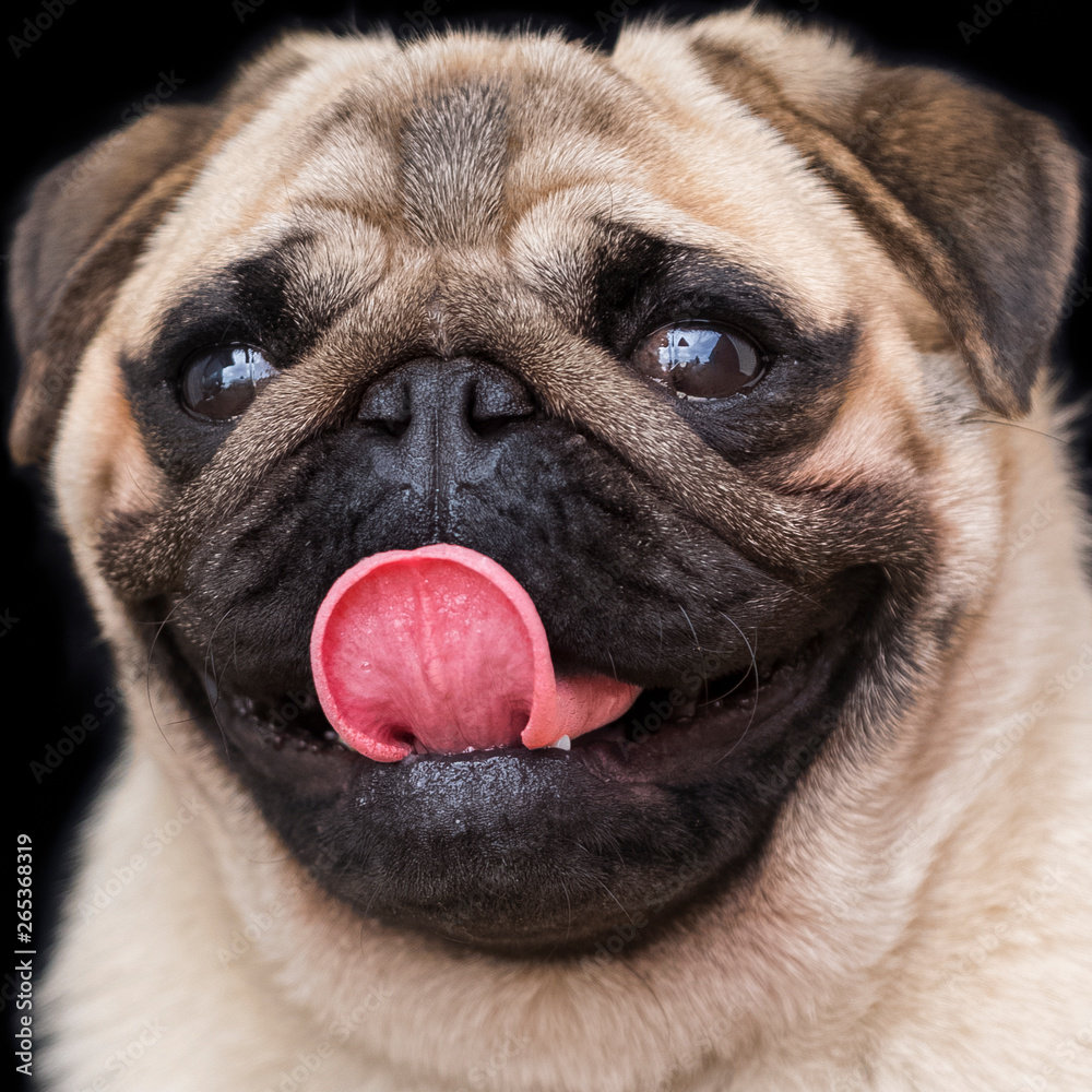 Portrait of pug dog