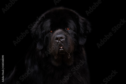 Newfoundland dog over black background