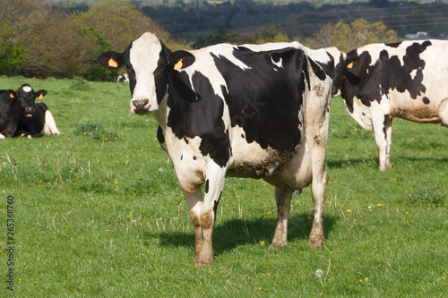 Holstein cows in the field of a farm in Brittany