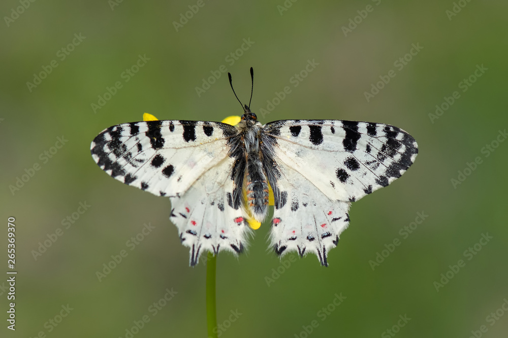 Obraz premium Papilionidae / Orman Fistosu / / Zerynthia cerisyi