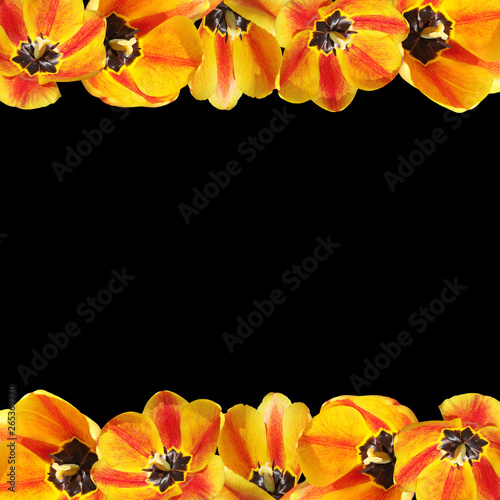 Beautiful floral background of yellow tulips. Isolated 