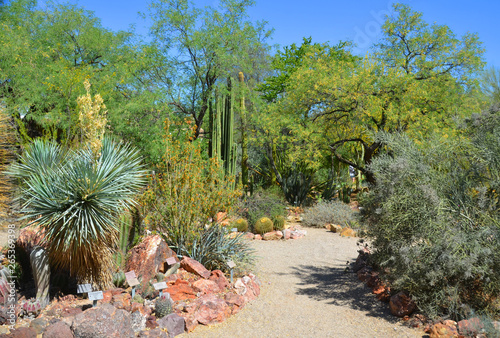 Desert plants landscape in botanical garden Phoenix Arizona USA photo