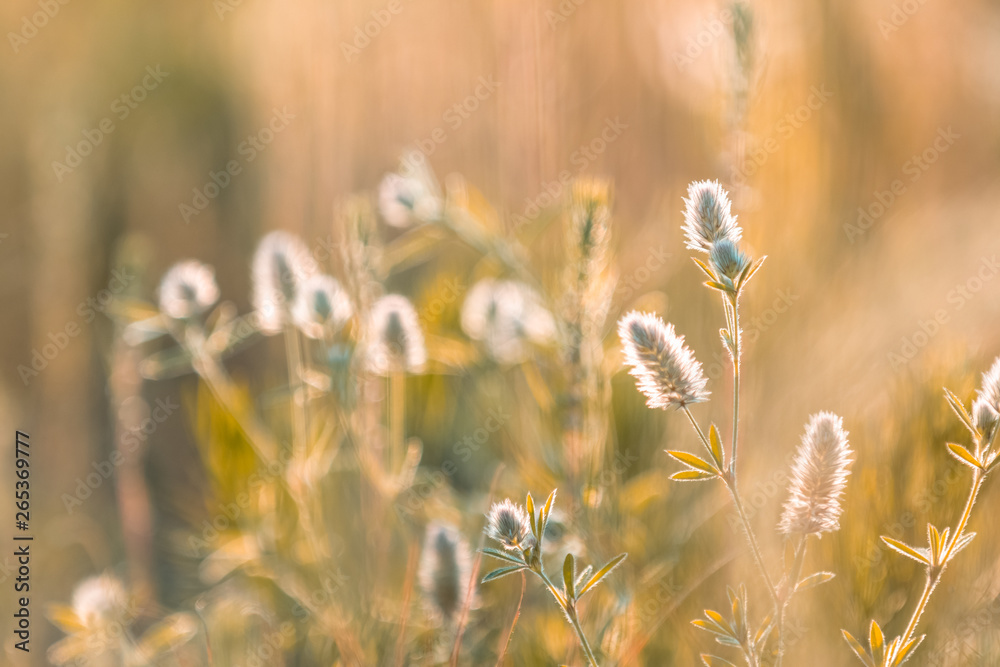 Juicy grass and gentle flowers in the field on a sunset backlight Juicy grass and gentle flowers in the field on a sunset backlight