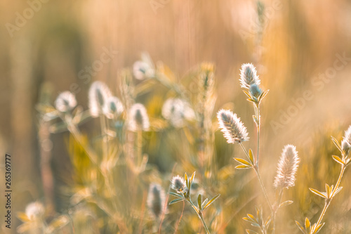 Fototapeta Naklejka Na Ścianę i Meble -  Juicy grass and gentle flowers in the field on a sunset backlight