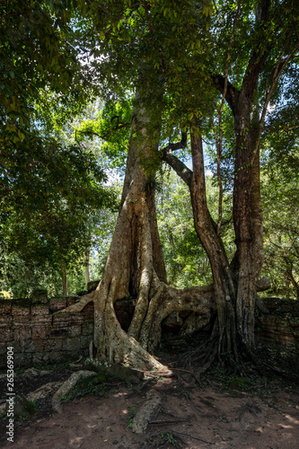 Overgrown ruins and beautiful sunlight at the Ta Prohm temple  Angkor Wat  Siem Reap  Cambodia