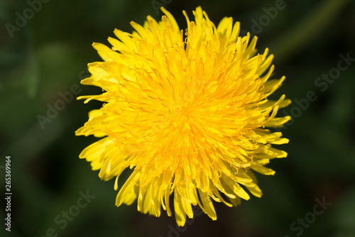 dandelion yellow flower macro