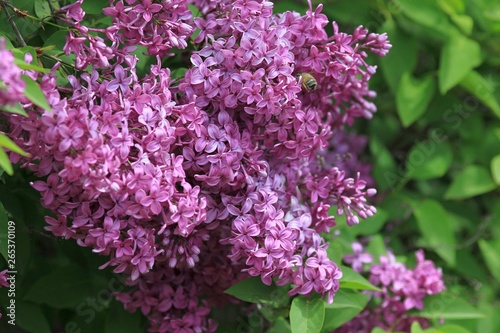 Blooming lilac close-up