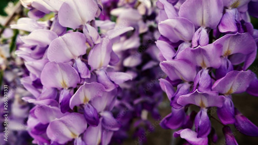 purple flowers pattern purple flowers pattern