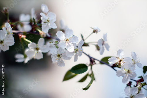 Fototapeta Naklejka Na Ścianę i Meble -  branch of cherry blossoms