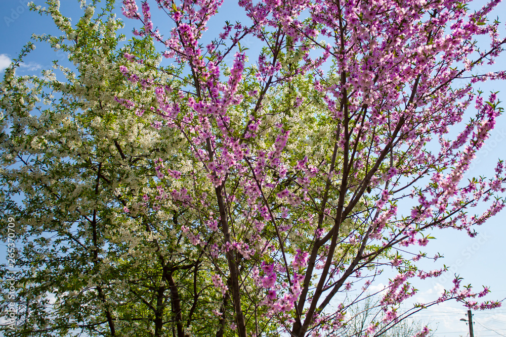 pink flowers and blue sky. spring flowers.
