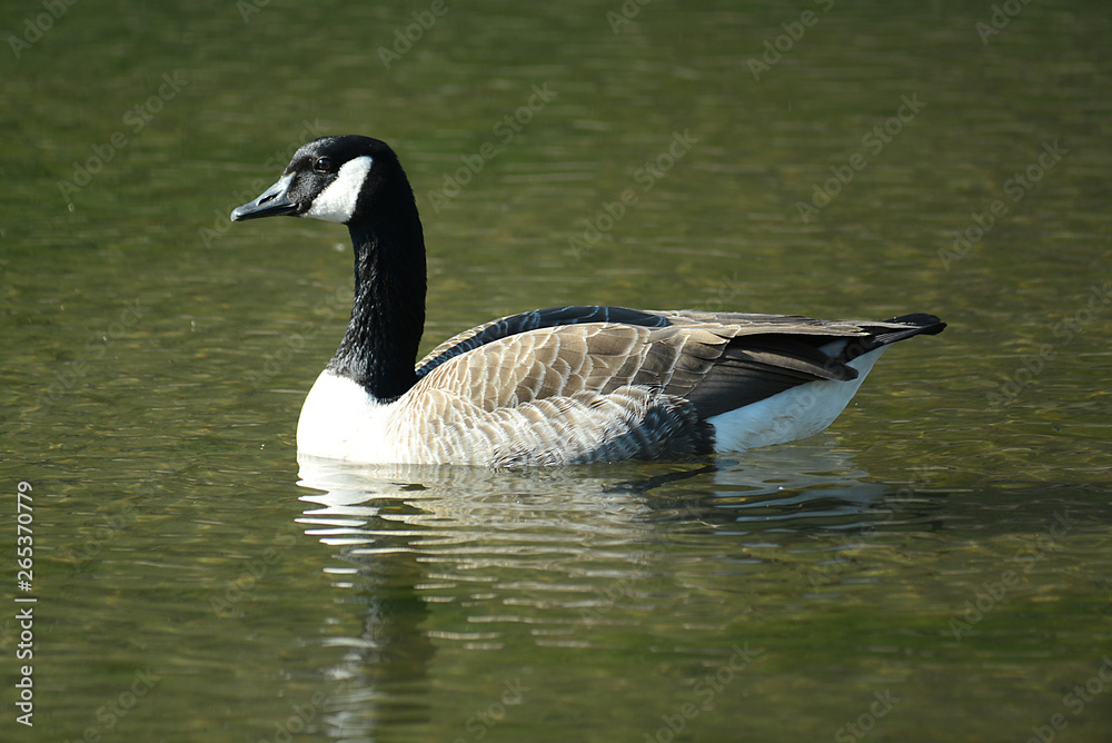 Wildgans am See Wildgans am See