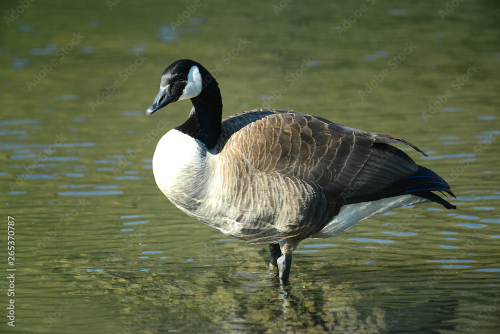 Obraz premium Wildgans am See