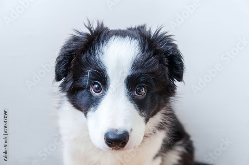 Funny studio portrait of cute smilling puppy dog border collie isolated on white background. New lovely member of family little dog gazing and waiting for reward. Pet care and animals concept © Юлия Завалишина