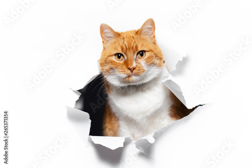 Close-up portrait of red cat through white torn paper hole