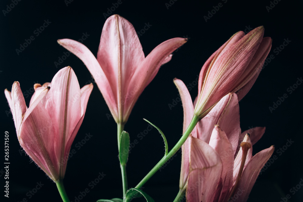 Bouquet of pink lily flowers in the rays of light on a black background. fresh buds of a flowering plant close-up, copy space. studio shot. the plot of the holiday card Bouquet of pink lily flowers in the rays of light on a black background. fresh buds of a flowering plant close-up, copy space. studio shot. the plot of the holiday card