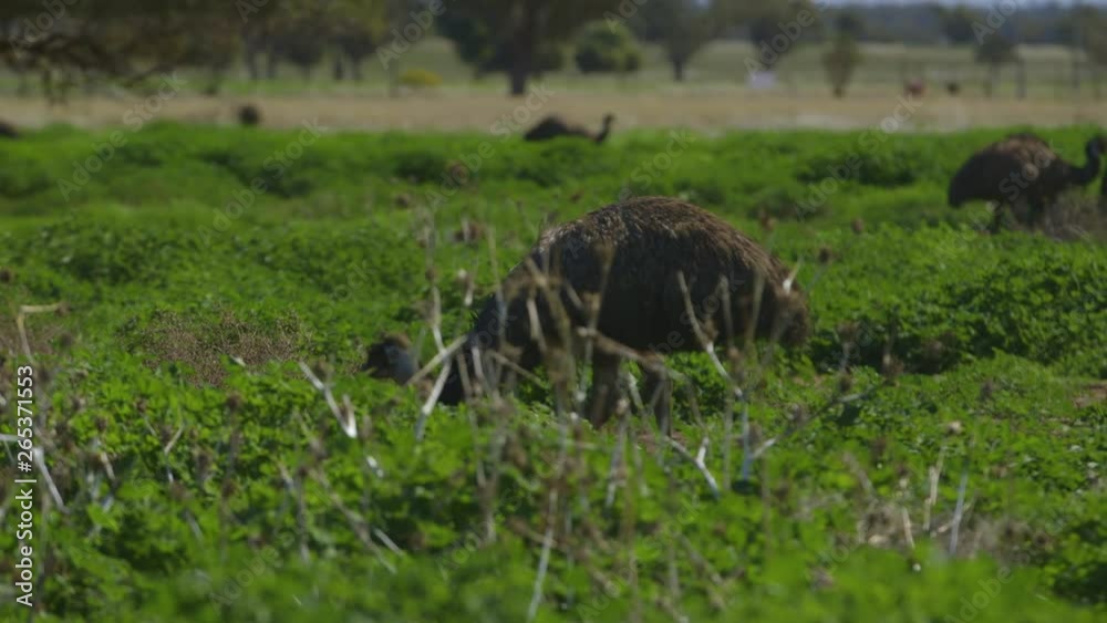 A slow tracking shot of two emus walking together looking through the bushes. A slow tracking shot of two emus walking together looking through the bushes.