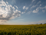 Sunset landscape. Sunset over the rapeseed field. Beautiful landscape of bright yellow rapeseed in spring. Yellow flowers of rapeseed.