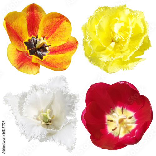 Set of four tulips isolated on white background