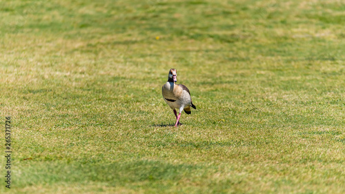 Duck on a Golf Course