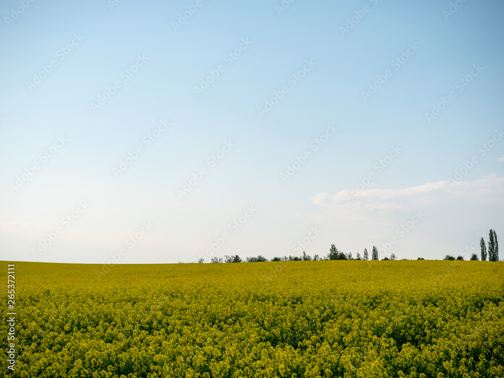 Sunset landscape. Sunset over the rapeseed field. Beautiful landscape of bright yellow rapeseed in spring. Yellow flowers of rapeseed.