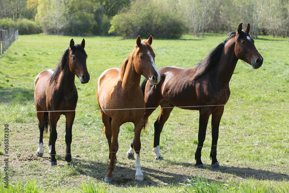 Purebred young sport horses graze in the pasture. Paddock horses living on rural ranch