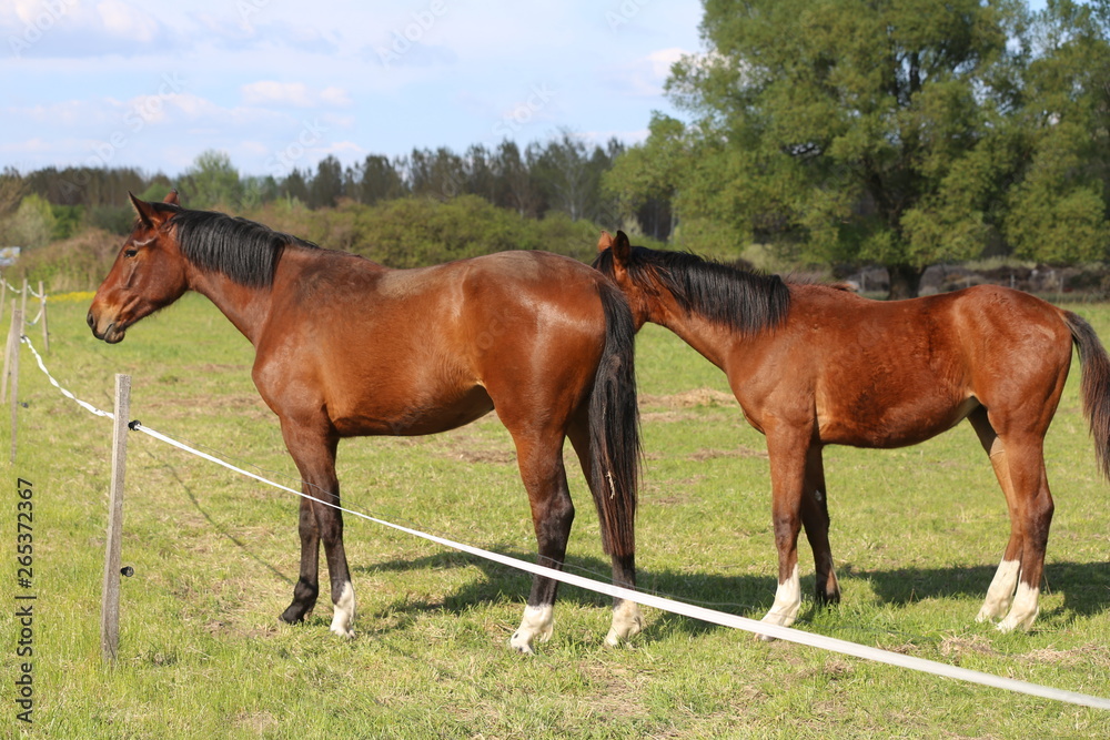 Fototapeta premium Thoroughbred horses walking and grazing in green meadow in beautiful morning springtime
