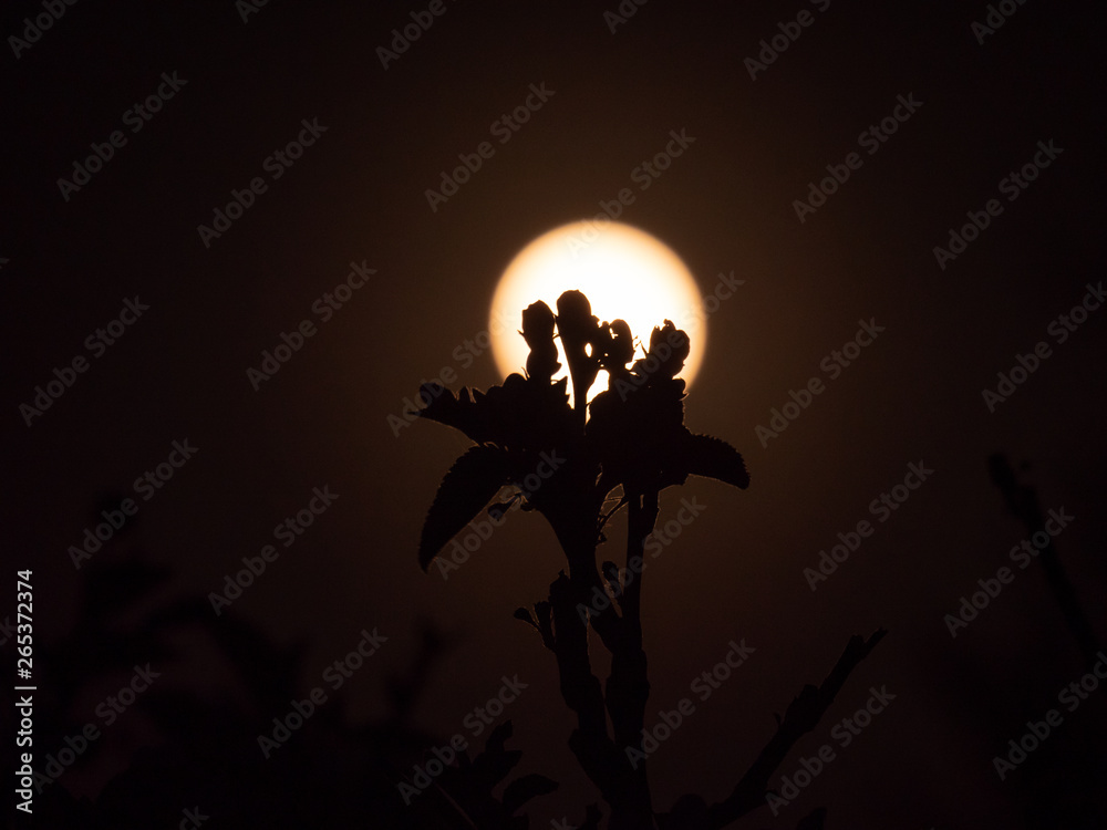 Apple flowers closeup in front for full moon. Flowers and full moon. Treen before full moon. 