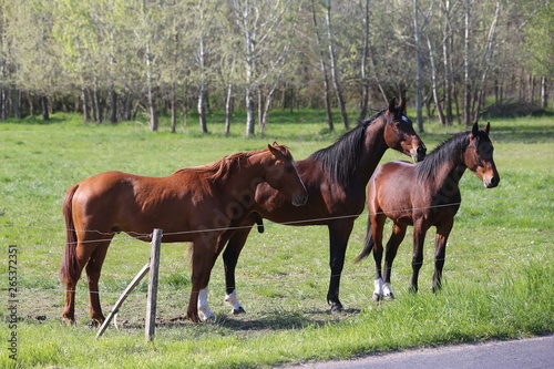 Thoroughbred horses walking and grazing in green meadow in beautiful morning springtime © acceptfoto