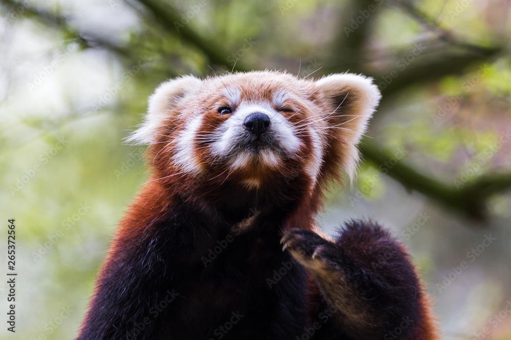 Obraz premium A Red Panda sits on a branch of a tree as it scratches itself during the spring of 2019 in England.