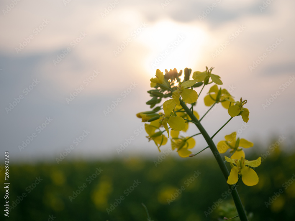 Yellow flowers of rapeseed closeup. 