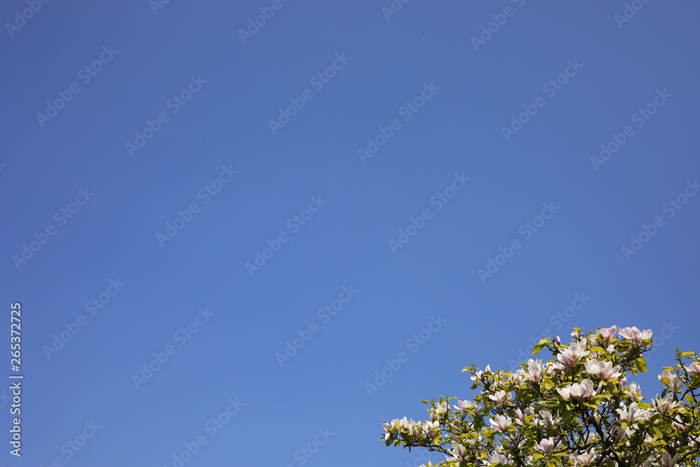 Spring Beautiful Background of Clear Blue Heaven on Sunny Day with Flowering Top Branches of Magnolia in the Corner of Image, Banner, Poster. 