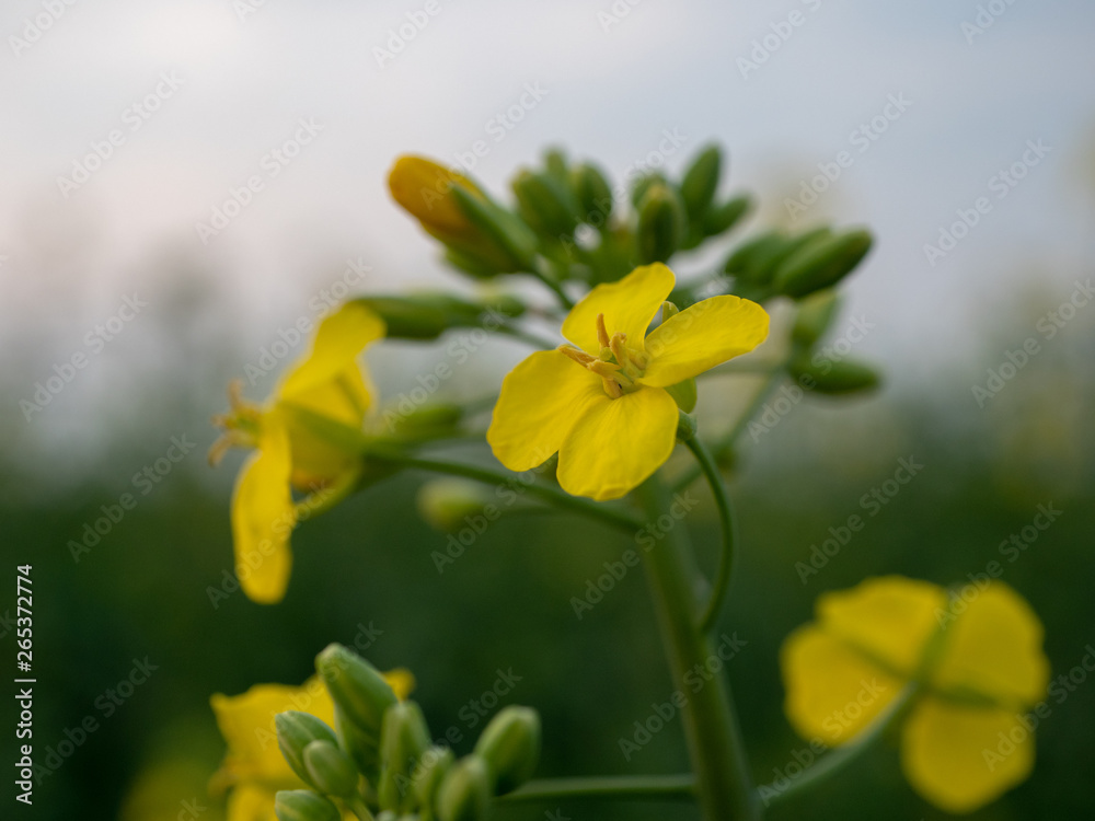 Obraz premium Yellow flowers of rapeseed closeup. 