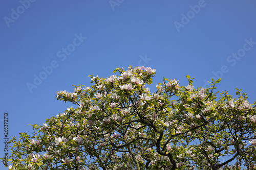 View of Top Flowering Branches of Magnolia Tree Against a Clear Blue Sky on Sunny Day. Background with Copy Space. Springtime.