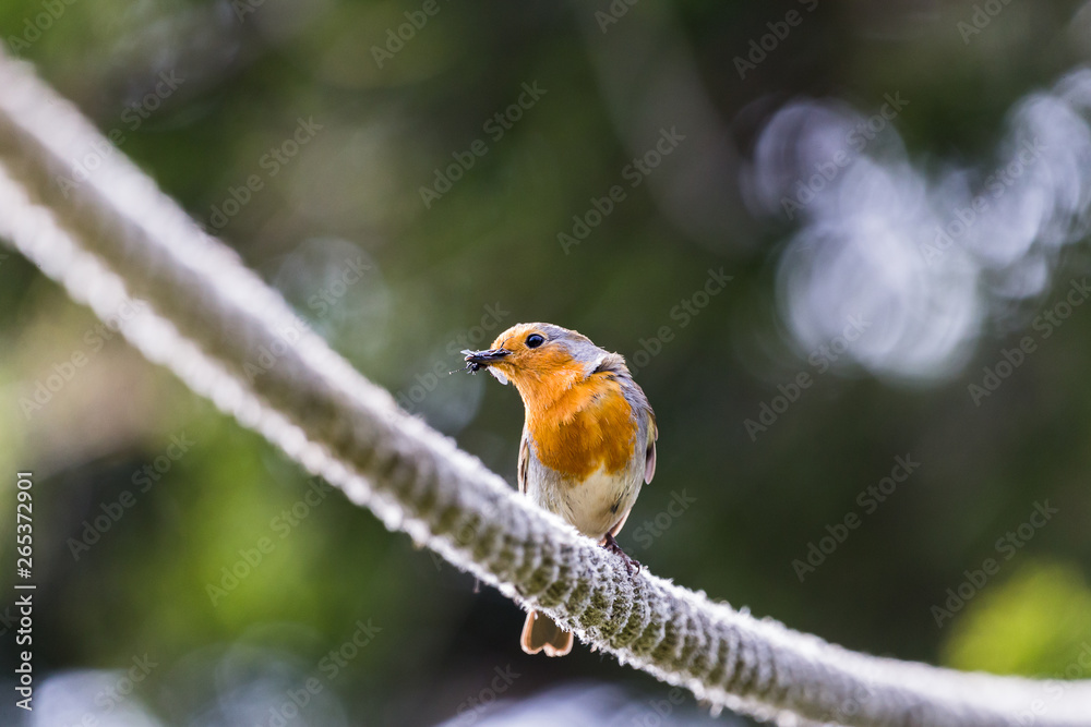 A European Robin perches on a rope as it feeds on a fly in Norfolk during the spring of 2019.