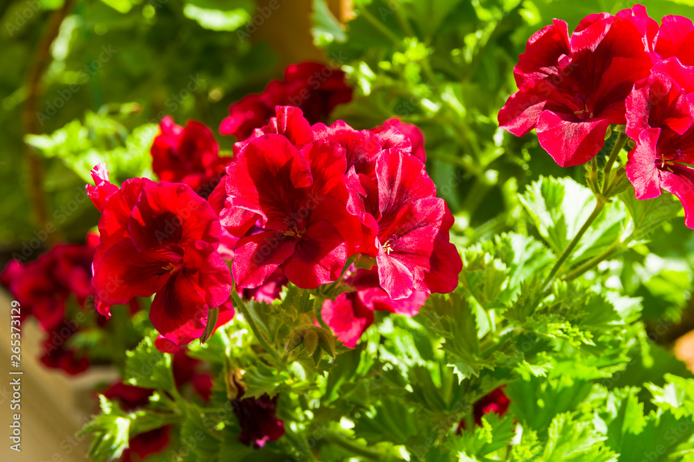 Blooming red geranium