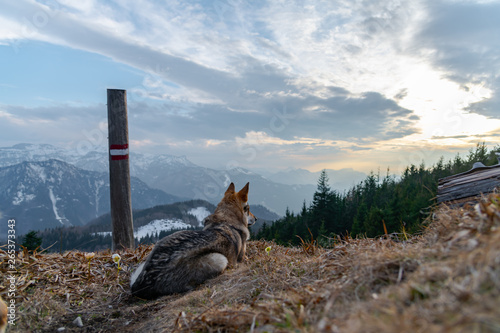 The wolf enjoys the beautiful view