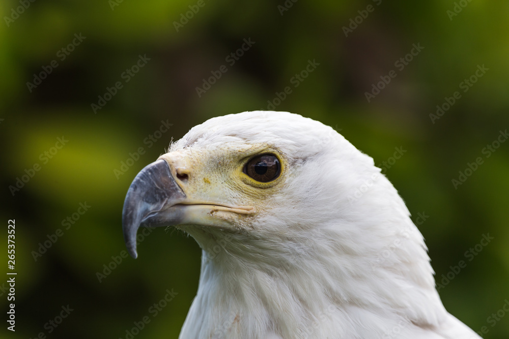 Head shot of an African Fish Eagle fills the frame in the spring of 2019 in England. Head shot of an African Fish Eagle fills the frame in the spring of 2019 in England.