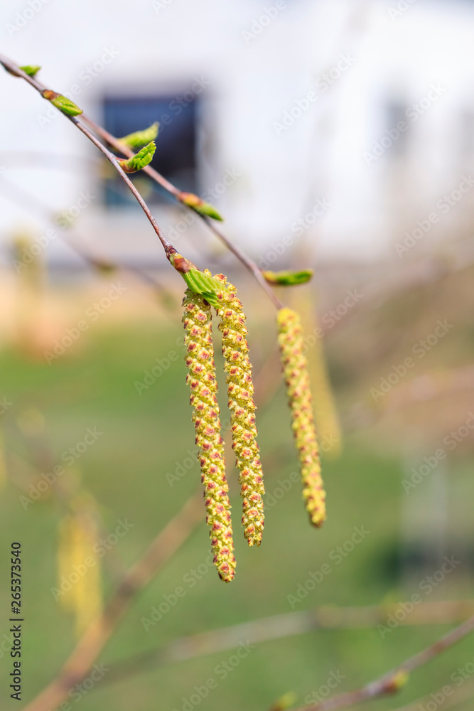 birch branches and earrings in the chamber. no focus in the background is a house. have toning birch branches and earrings in the chamber. no focus in the background is a house. have toning